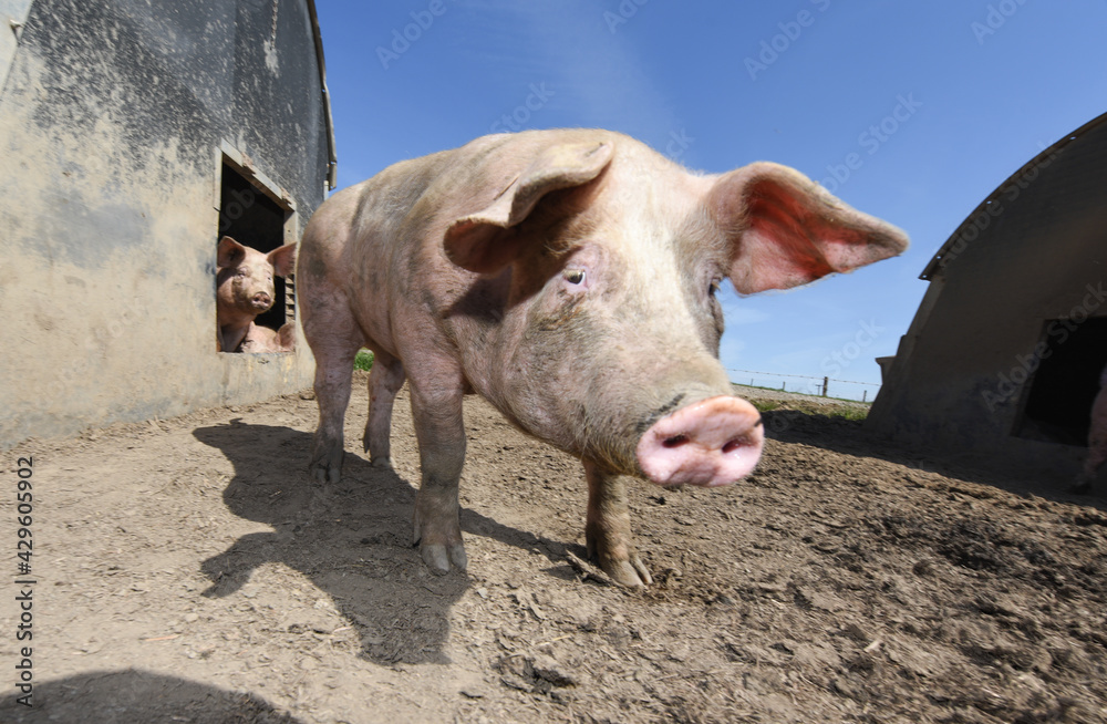 Poster porc cochon elevage ferme agriculture ferme wallonie belgique