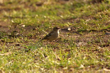 a small bird on the road has a tuft of grass in its beak