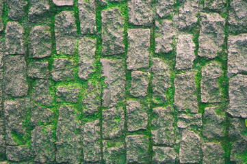  
Ancient stones wall of fortress cover with moss. Green Moss Covered Castle Walls with quadrangular ancient rock stones with moss in the cracks and crevices.