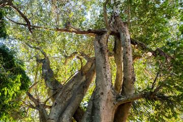 trunk