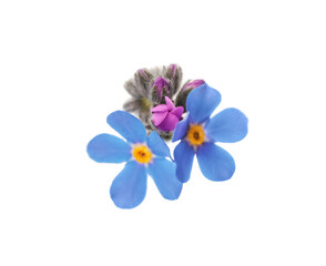 Beautiful blue Forget-me-not flowers on white background