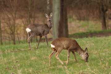 Naklejka na ściany i meble Capreolus capreolus. Two deer in the meadow