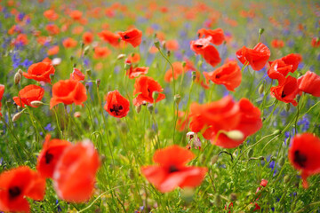 Fototapeta na wymiar Field of poppies and cornflowers
