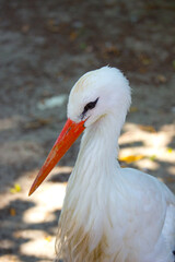 Wild white stork in the summer park