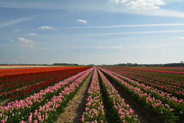 Tulpenfelder im Frühling