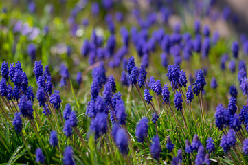 Obraz premium Muscari armeniacum cultivated spring grape hyacinth flowers in bloom, bunch of dark blue flowering plants