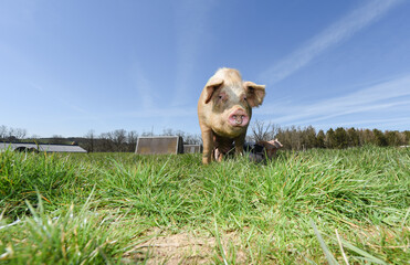 porc cochon elevage ferme agriculture ferme wallonie Belgique