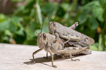 Grasshoppers mating