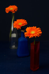 bouquet of orange gerbera flowers in vase