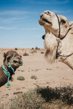 camel in the desert
