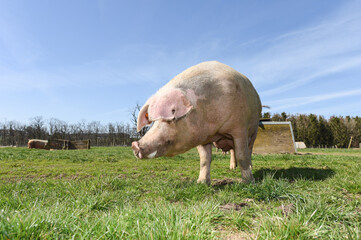 porc cochon elevage ferme agriculture ferme wallonie Belgique
