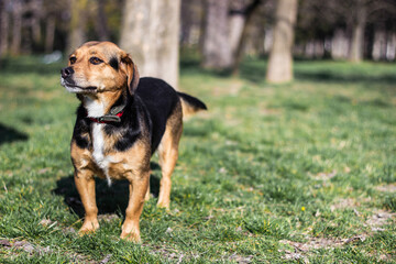 Portrait of a happy dog. Small cute dog playing in the park	