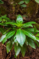 Hojas verdes de un arbusto en La Caldera, una zona recreativa en la isla de Tenerife