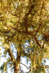 Árbol en sendero de la isla de Tenerife
