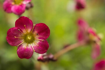 Saxifraga - Pixie Rose, Single flower shalow depth of field