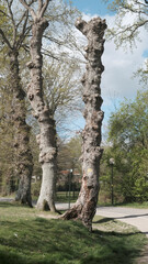 Fototapeta premium chemin et arbres