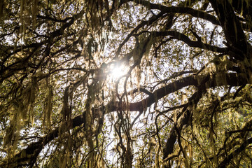 Luz solar entre las ramas de un árbol con musgo