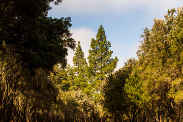Árboles y nubes en la Caldera, una zona de ocio de la isla de Tenerife