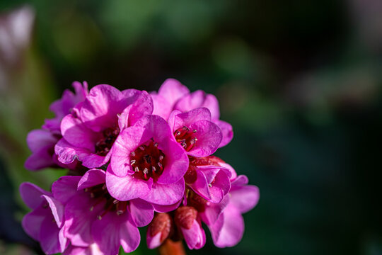 Bergenia Cordifolia Detail