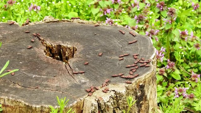 Swarming colony of firebugs in early spring , breeding on a log in the forest.