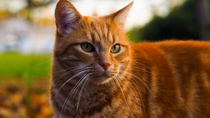 Chat roux photographié de très près, pendant le coucher du soleil