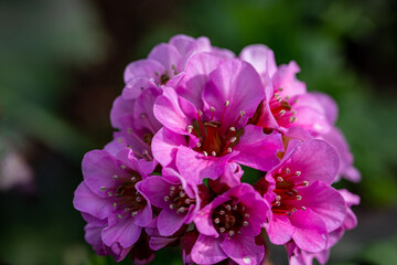 bergenia cordifolia detail