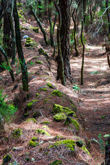 Parte de un sendero en La Caldera, una zona de ocio en la isla de Tenerife