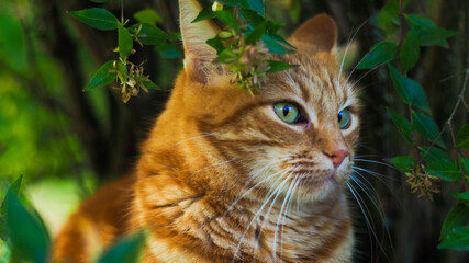 Naklejka na ściany i meble Adorable petit chat roux photographié dans un arbre, parmi des branches