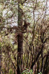 Tronco de un árbol en La Caldera, una zona recreativa en la isla de Tenerife
