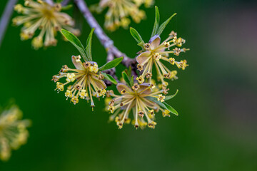 cornel cherry blossom detail cornus officinalis