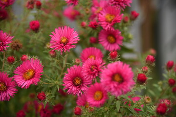 beautiful pink flowers bloom in autumn