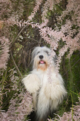Bearded collie is begging in nature.  He looks so fluffy, he is so cute dog