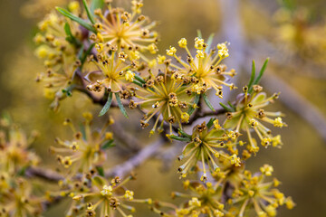 cornel cherry blossom detail cornus officinalis