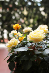 Belle rose gialle con sfondo sfocato.