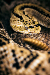 Crotalus culminatus - Northwest Rattlesnake curled up and resting.
