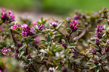 daphne leaf and blossom detail daphne collina