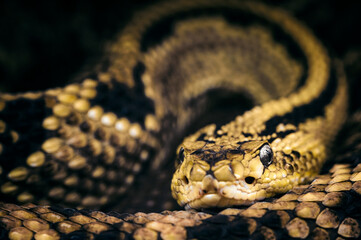 Crotalus culminatus - Northwest Rattlesnake curled up and resting.
