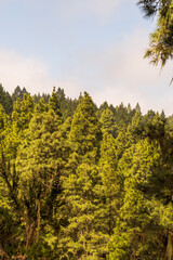 Fototapeta premium Conjunto de árboles en la Caldera, en la isla de Tenerife