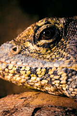 Chlamydosaurus kingii - brown lizard on a wood trunk.