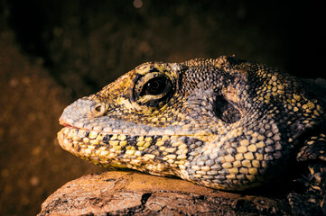 Chlamydosaurus kingii - brown lizard on a wood trunk.