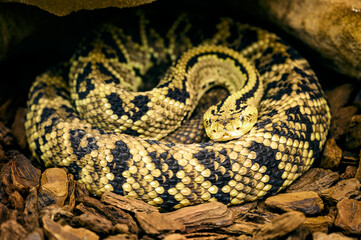 Crotalus culminatus - Northwest Rattlesnake curled up and resting.
