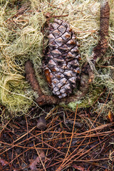 Piñón en el musgo en La Caldera, Una zona recreativa en la isla de Tenerife