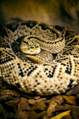 Crotalus culminatus - Northwest Rattlesnake curled up and resting.

