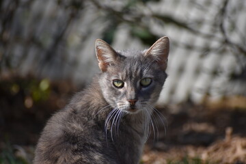 portrait of a cat