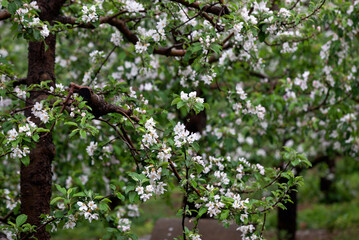 The apple trees are blooming in the orchard