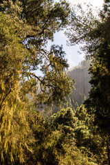 Rama de un árbol en la caldera, un área recreativa en la isla de Tenerife