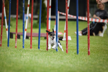 Dog is running on czech agility competition slalom. Prague agility competition in dog park Pesopark.