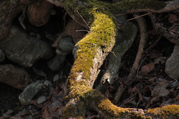 roots of a brown tree with moss in the forest