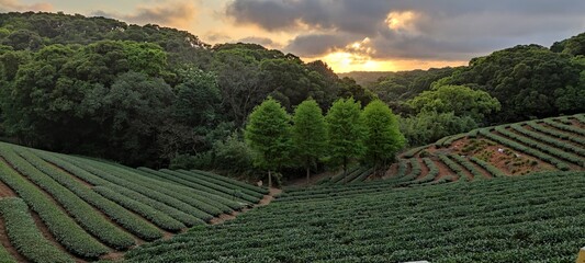 Fototapeta na wymiar tea plantation landscape sunset, Taiwan