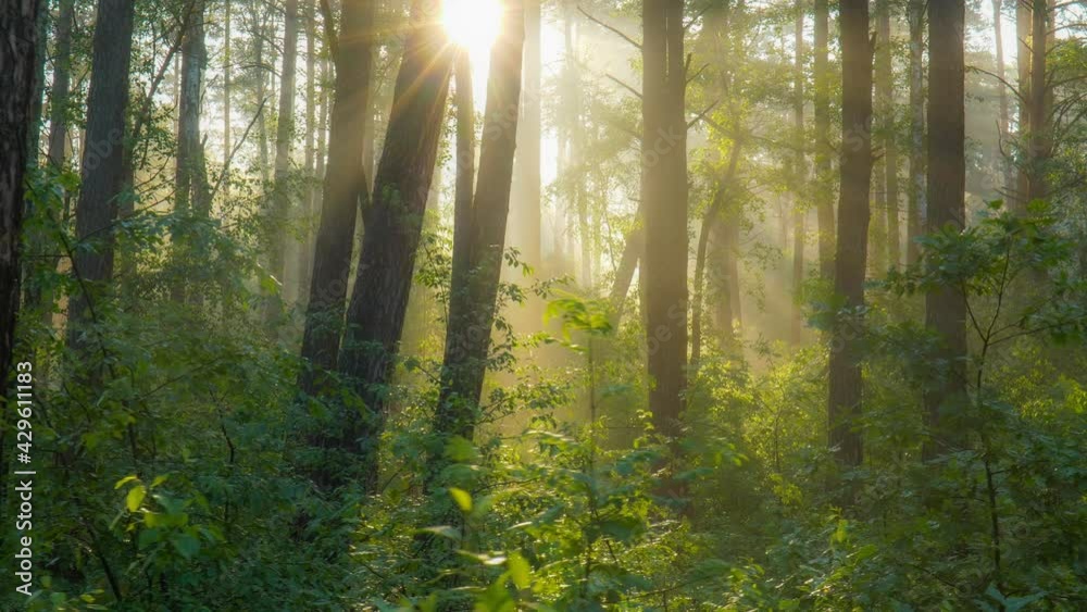 Poster magnificent sunrise in the forest, rays make their way through the branches of trees. powerful trees